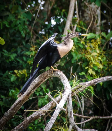 Vida silvestre en Caño Negro